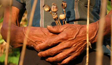 Opium. Photo: EPA 
